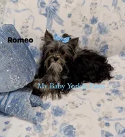 Akc Romeo, a male Yorkshire Terrier for sale in California, CA – 3 of 4