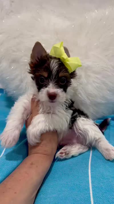 Beau, a male Yorkshire Terrier for sale in California, CA – 6 of 9