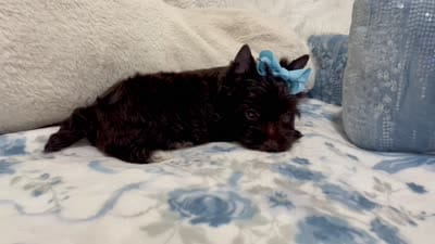 Louis, a male Yorkshire Terrier for sale in Perris, CA – 8 of 8