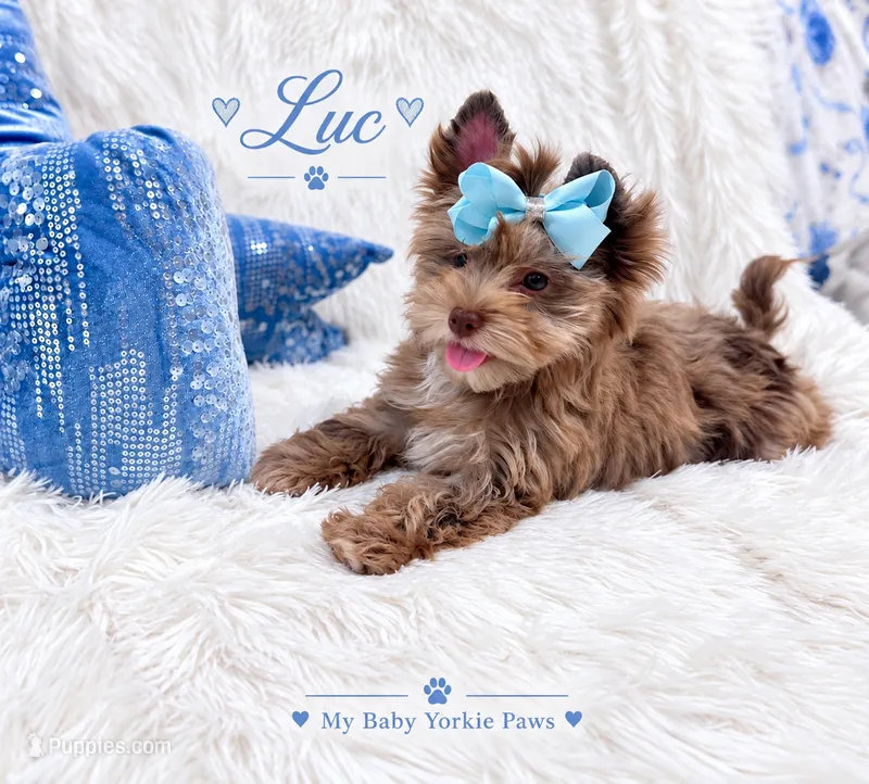 Luc – Yorkshire Terrier puppy for sale in Perris, CA