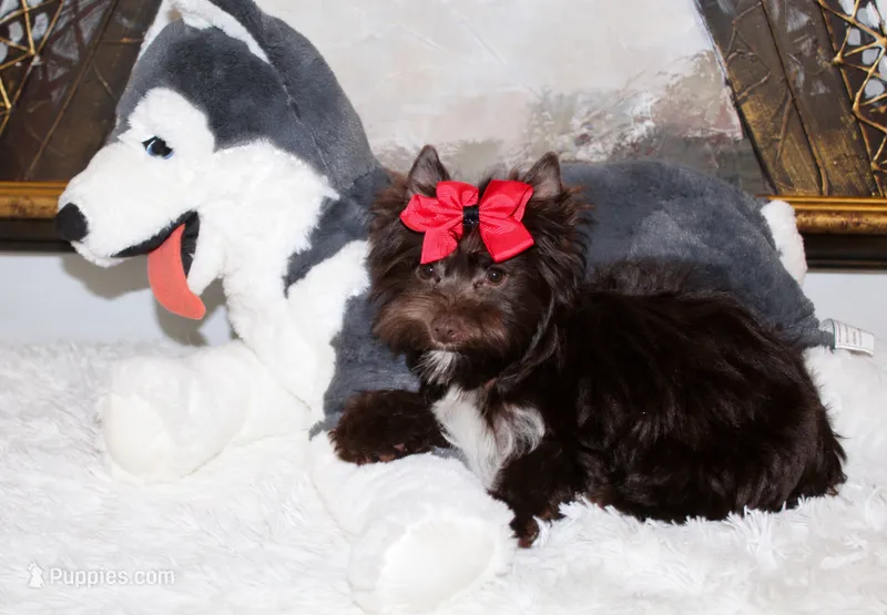 Louis – Yorkshire Terrier puppy for sale in Perris, CA