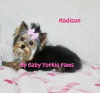 Akc Madison, a female Yorkshire Terrier for sale in California, CA – Photo 4 of 8