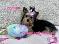 Akc Madison, a female Yorkshire Terrier for sale in California, CA – Photo 5 of 8