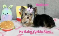 Akc Madison, a female Yorkshire Terrier for sale in California, CA – Photo 2 of 8