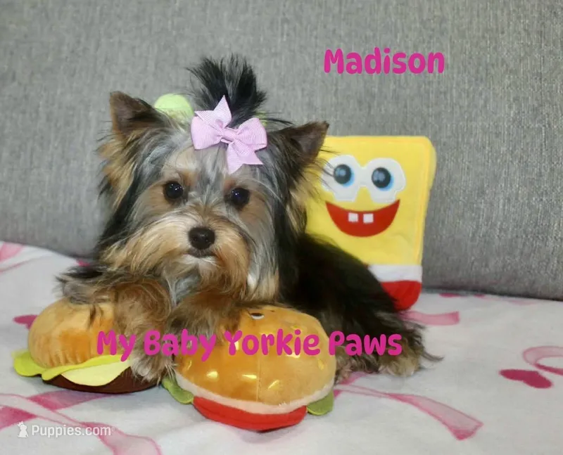 Akc Madison – Yorkshire Terrier puppy for sale in California, CA
