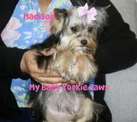 Akc Madison, a female Yorkshire Terrier for sale in California, CA – Photo 8 of 8