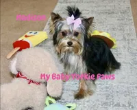 Akc Madison, a female Yorkshire Terrier for sale in California, CA – Photo 3 of 8