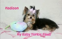Akc Madison, a female Yorkshire Terrier for sale in California, CA – Photo 6 of 8