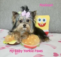 Akc Madison, a female Yorkshire Terrier for sale in California, CA – Photo 7 of 8
