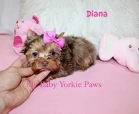 Chocolate Merle Diana, a female Yorkshire Terrier for sale in California, CA – 1 of 6