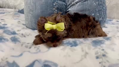 Remy, a male Yorkshire Terrier for sale in California, CA – 7 of 7