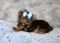 Mochi, a male Yorkshire Terrier for sale in Perris, CA – 3 of 10