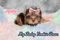 Jade, a female Yorkshire Terrier for sale in Perris, CA – 4 of 10