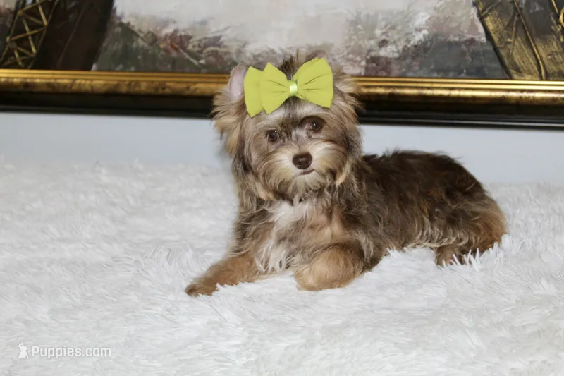 Remy – Yorkshire Terrier puppy for sale in Perris, CA