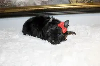 Monaco, a male Yorkshire Terrier for sale in California, CA – 9 of 10