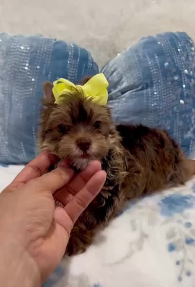 Remy, a male Yorkshire Terrier for sale in California, CA – 6 of 7