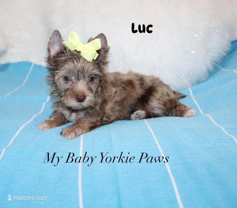 Luc – Yorkshire Terrier puppy for sale in California, CA