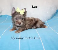 Luc, a male Yorkshire Terrier for sale in California, CA – 1 of 8