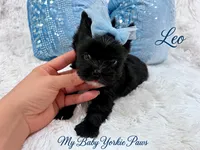 Tcup Leo, a male Yorkshire Terrier for sale in Perris, CA – 3 of 9