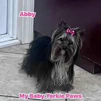 Abby, a female Yorkshire Terrier for sale in California, CA – Photo 3 of 5