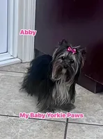 Abby, a female Yorkshire Terrier for sale in California, CA – Photo 3 of 5