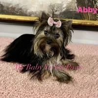 Abby, a female Yorkshire Terrier for sale in California, CA – Photo 4 of 5