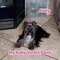 Abby, a female Yorkshire Terrier for sale in California, CA – Photo 1 of 5