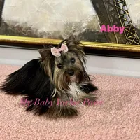 Abby, a female Yorkshire Terrier for sale in California, CA – Photo 5 of 5