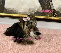 Abby, a female Yorkshire Terrier for sale in California, CA – Photo 5 of 5