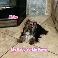 Abby, a female Yorkshire Terrier for sale in California, CA – Photo 2 of 5