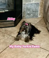 Abby, a female Yorkshire Terrier for sale in California, CA – Photo 2 of 5