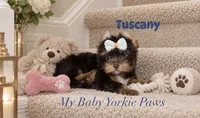 Tuscany, a male Yorkshire Terrier for sale in Perris, CA – 5 of 8