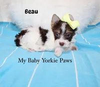 Beau, a male Yorkshire Terrier for sale in California, CA – 1 of 9
