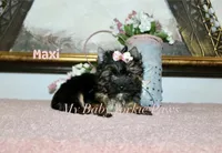 Akc Maxi, a female Yorkshire Terrier for sale in California, CA – Photo 2 of 6