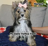 Akc  Margot , a female Yorkshire Terrier for sale in California, CA – 3 of 7