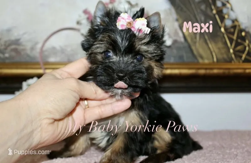 Akc Maxi – Yorkshire Terrier puppy for sale in California, CA