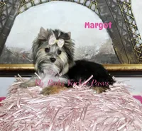 Akc  Margot , a female Yorkshire Terrier for sale in California, CA – Photo 5 of 5
