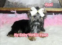 Akc Maxi, a female Yorkshire Terrier for sale in California, CA – Photo 8 of 10