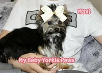 Akc Maxi, a female Yorkshire Terrier for sale in California, CA – Photo 4 of 10