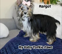 Akc  Margot , a female Yorkshire Terrier for sale in California, CA – 6 of 7