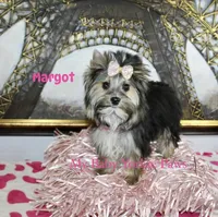Akc  Margot , a female Yorkshire Terrier for sale in California, CA – Photo 3 of 5