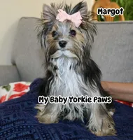 Akc  Margot , a female Yorkshire Terrier for sale in California, CA – 4 of 7