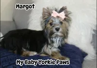 Akc  Margot , a female Yorkshire Terrier for sale in California, CA – 7 of 7