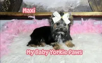 Akc Maxi, a female Yorkshire Terrier for sale in California, CA – Photo 3 of 10