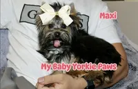 Akc Maxi, a female Yorkshire Terrier for sale in California, CA – Photo 2 of 10