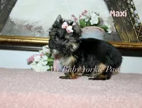 Akc Maxi, a female Yorkshire Terrier for sale in California, CA – Photo 5 of 6