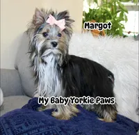 Akc  Margot , a female Yorkshire Terrier for sale in California, CA – 1 of 7
