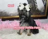 Akc Maxi, a female Yorkshire Terrier for sale in California, CA – Photo 7 of 10