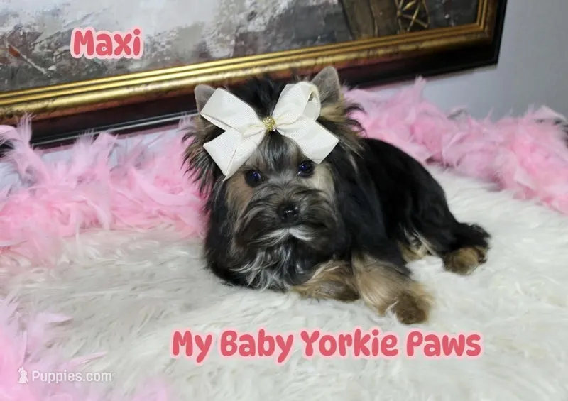 Akc Maxi – Yorkshire Terrier puppy for sale in California, CA