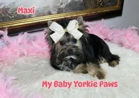 Akc Maxi, a female Yorkshire Terrier for sale in California, CA – Photo 1 of 10